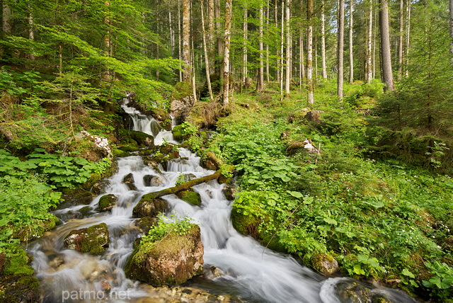 Image d'un ruisseau de printemps cascadant  travers la fort de la Valserine