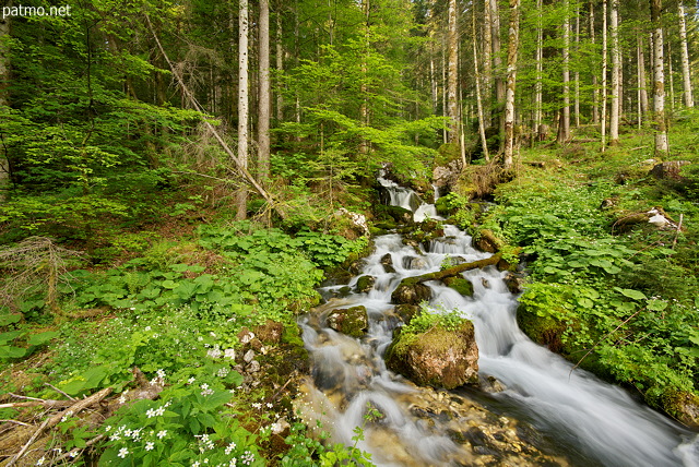 Photographie d'un ruisseau de printemps dans la fort de la Valserine