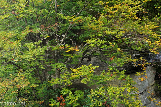 Image du feuillage d'automne