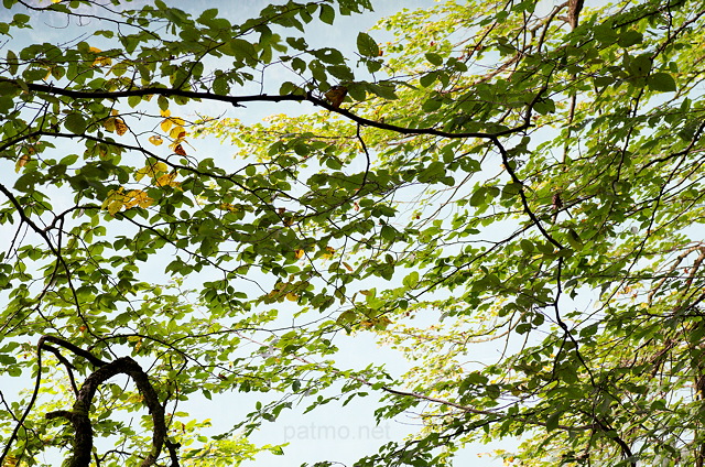 Image de l'eau  travers des feuilles d'automne