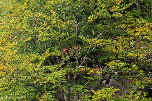 Photo d'un arbre par de son feuillage d'automne