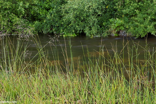 Photo de la vgtation au bord de la Loire  Sainte Eulalie en Ardche