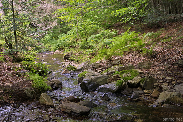 Photo de la Loire en sous bois juste en aval de sa source