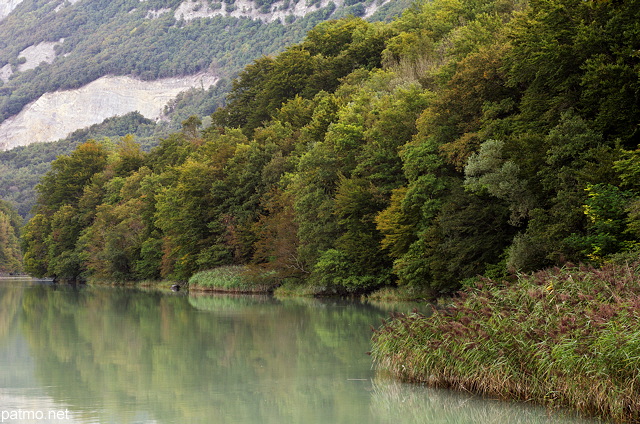 Photograph of reeds and forest along Rhone river