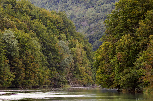 Picture of the deep forestt on the banks of Rhone river in France
