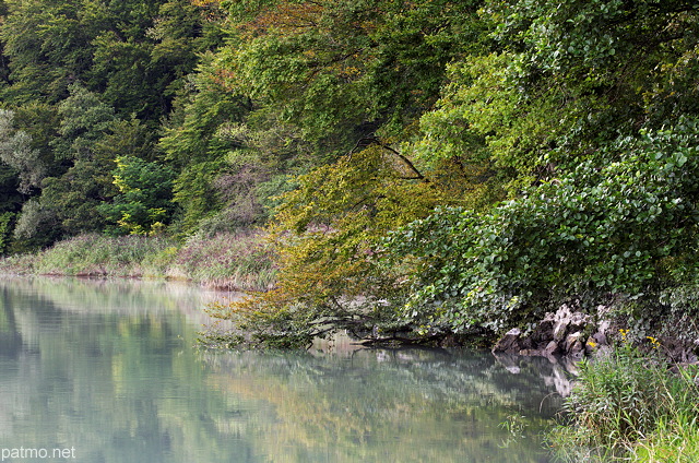 Image de la vgtation des berges du Rhne  Arcine en Haute Savoie