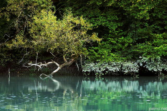 Photo de la forêt d'été au bord du Rhône