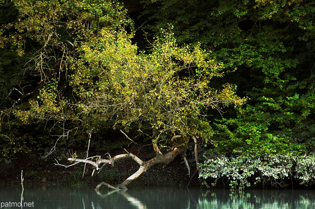 Photographie d'un arbre sur les berges du Rhne