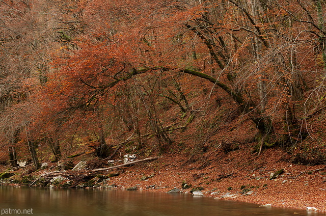 Image of an autumn tree with red colors on the banks of Fier river