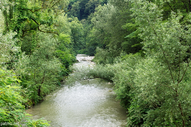 Photo de la ripisylve au bord de la rivire des Usses en t