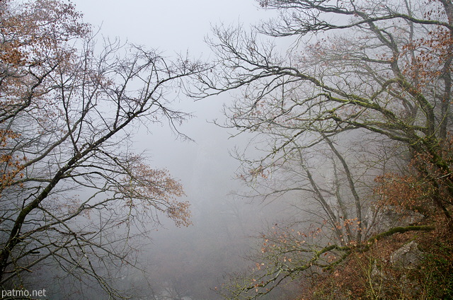 Photograph of trees in the winter fog over Barbennaz canyon