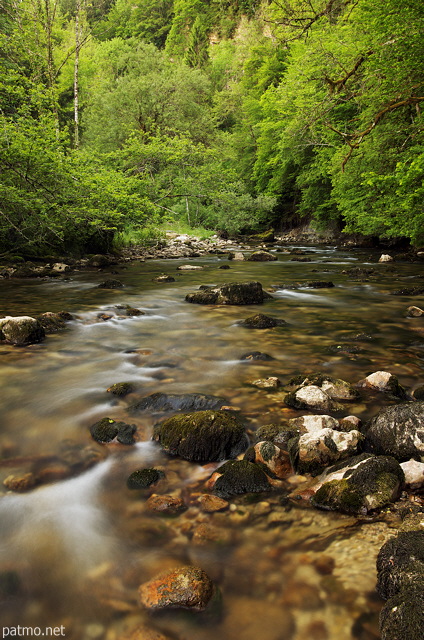 Picture of Tacon river running out of the forest at sprintime