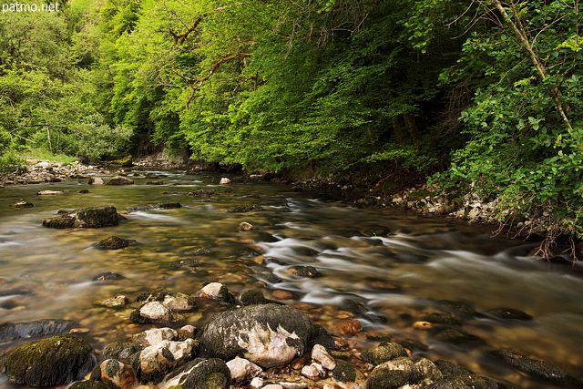 Photo de la rivière du Tacon courant à travers la forêt du Jura au printemps