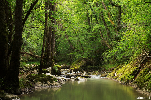 Photo de fortt luxuriante au printemps le long de la rivire du Fornant