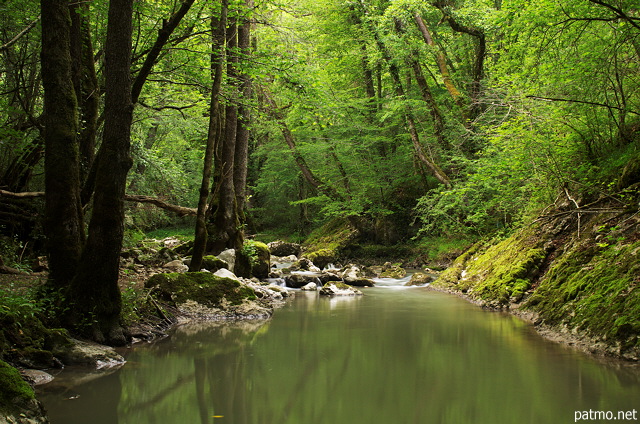 Photographie de la vgtation verdoyante autour de la rivire du Fornant au printemps