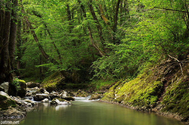 Photo de la forêt de printemps autour de la rivière du Fornant