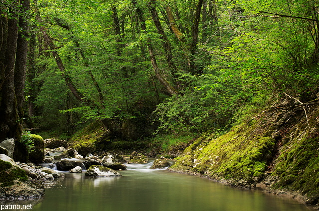 Photo de la fort de printemps autour de la rivire du Fornant