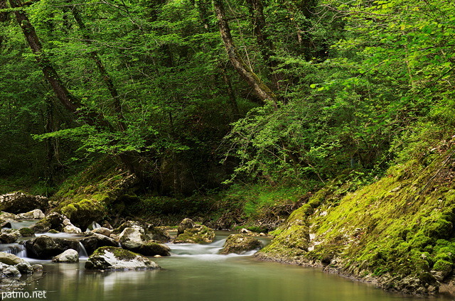 Image de verdure luxuriante autour de la rivire du Fornant en Haute Savoie