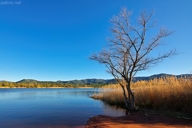 Photo d'un arbre solitaire sur les berges du lac des Escarcets dans le Var