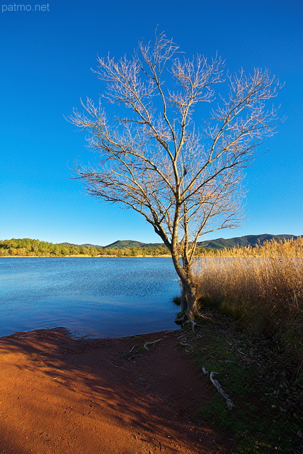 Photo d'un arbre au bord du lac des Escarcets dans la Plaine des Maures