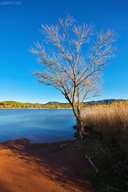 Photo d'un arbre au bord du lac des Escarcets dans la Plaine des Maures