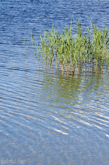 Photographie de roseaux dans le lac de l'Abbaye, Parc Naturel Rgional du Haut Jura