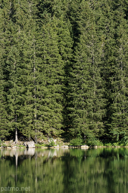 Image of the mountain forest on the banks of Benit lake