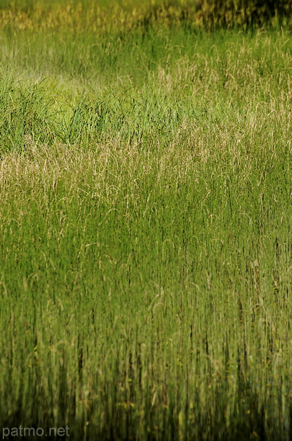 Photographie de la vgtation des berges humides du lac Bnit