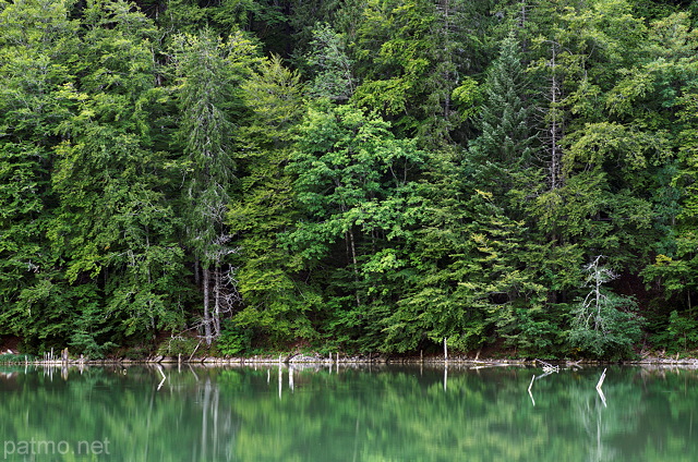 Picture of the green forest on the banks of Vallon lake