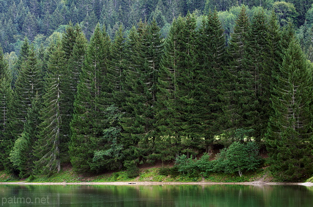 Image of green coniferous trees on the banks of lake Vallon in Bellevaux