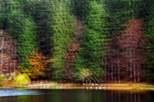 Photo abstraite de la forêt du lac Génin en automne
