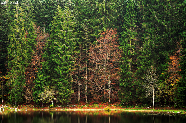 Photo de la fort d'automne au bord du lac Gnin