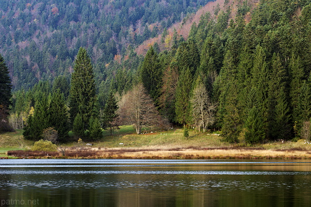 Photographie de fort et de vgtation de zone humide au bord du lac Gnin dans l'Ain