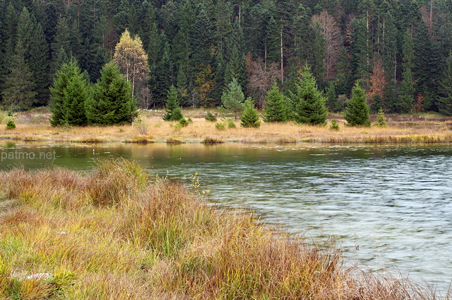 Photographie de la végétation des berges du lac Génin dans le Haut Bugey