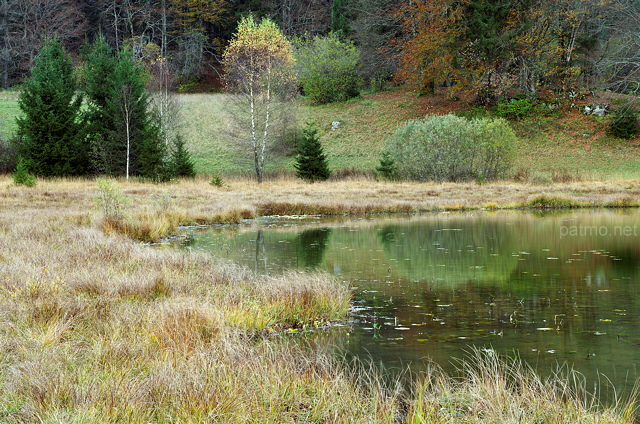 Photographie de la végétation d'automne sur le rivage du lac Génin dans l'Ain