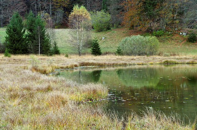 Photographie de la vgtation d'automne sur le rivage du lac Gnin dans l'Ain