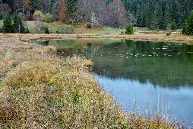 Photo des couleurs d'automne sur la vgtation des berges du lac Gnin