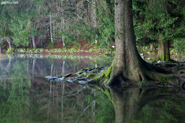 Image of trees in the forest around lake Genin