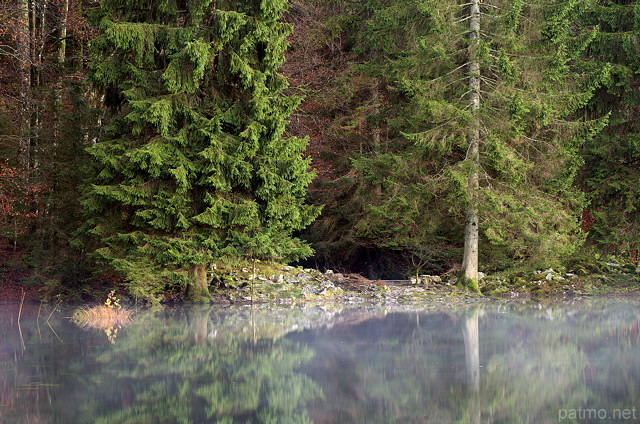 Photographie de conifères dans la forêt sur les bords du lac Génin