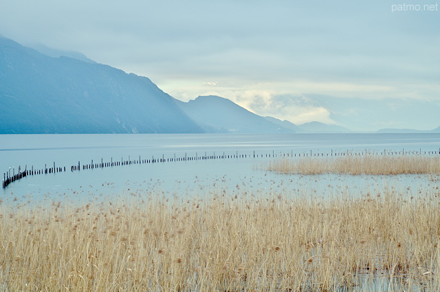 Photographie du lac du Bourget et de ses roselires