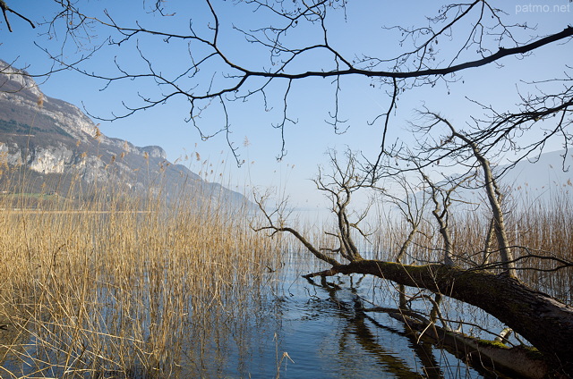 Photo d'arbres et de roseaux au bord du lac du Bourget  Chtillon Chindrieux