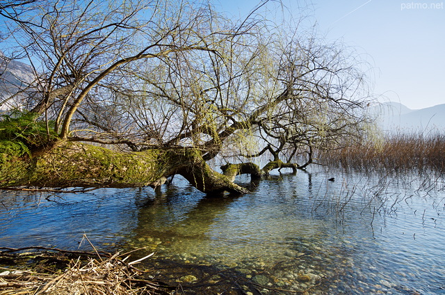 Image d'un saule dans l'eau du lac du Bourget  Chtillon Chindrieux