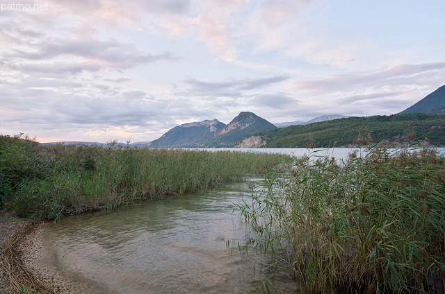 Photo des roselires du lac d'Annecy  Saint Jorioz