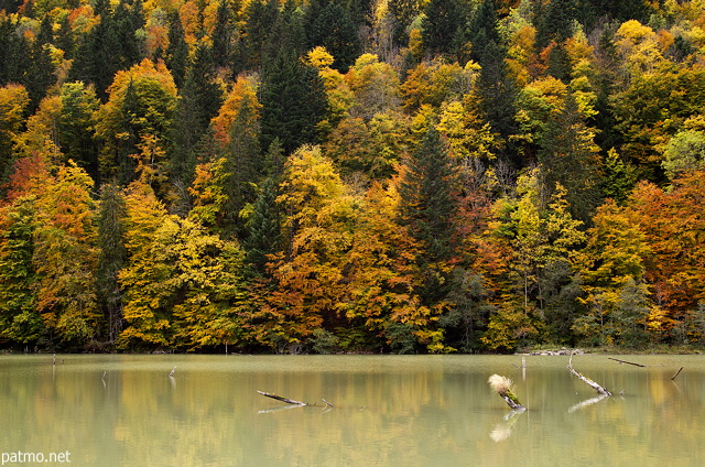 Photo de la fort rougoyante en automne au bord du lac de Vallon  Bellevaux