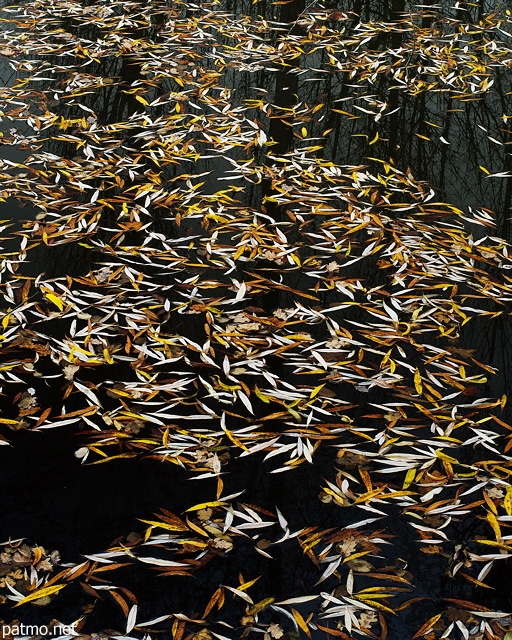 Photo de feuilles d'automne  sur les eaux noires d'un tang