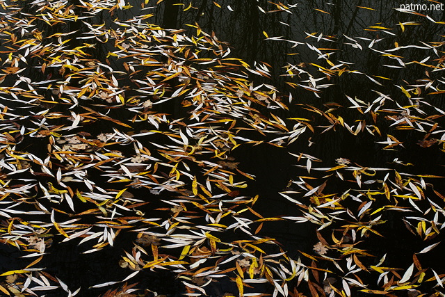 Image of some autumn leaves floating on the pond