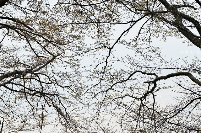 Image de branches au dessus du Lac Lman