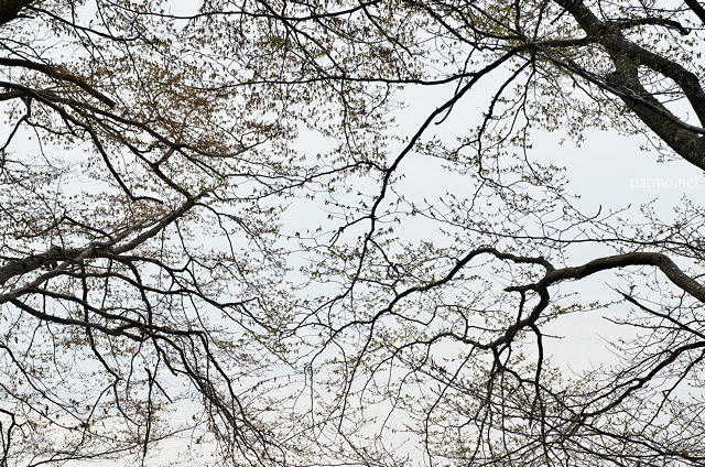 Picture of branches over Geneva lake