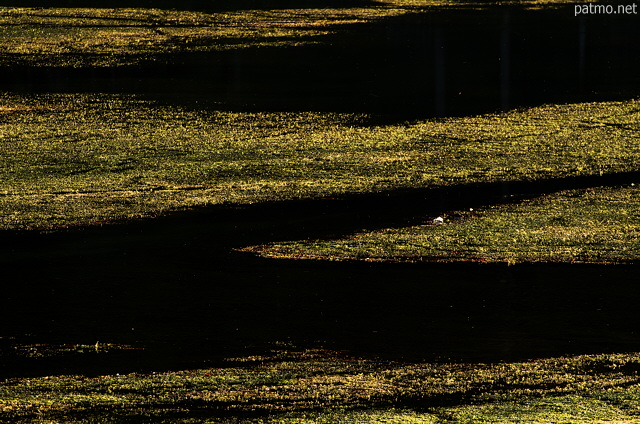 Photo de la lumire dore du soleil sur les algues affleurant  la surface du lac de Montriond