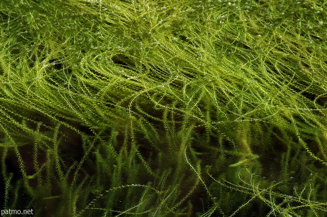 Image d'algues vertes à la surface du lac de Montriond en Haute Savoie